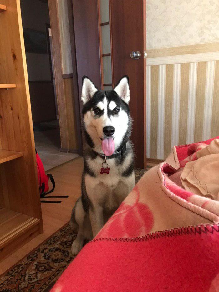 Lawyers League Help Needed in Dog Incident - My, Legal consultation, Legal aid, Dog, Siberian Husky, Longpost, No rating