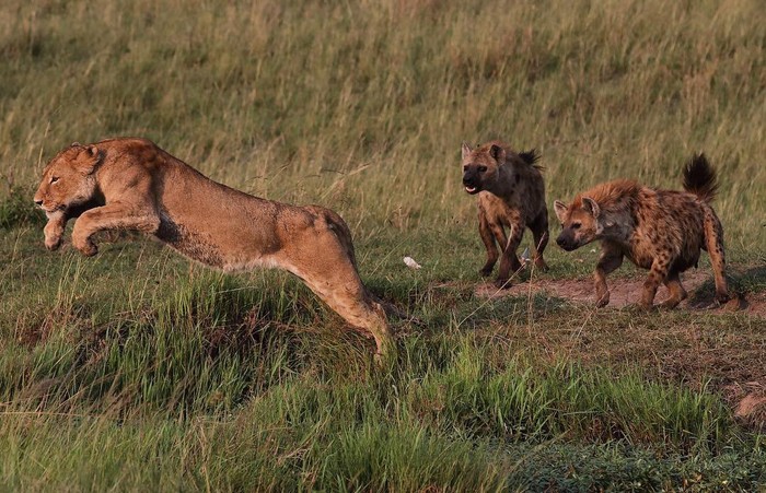 strategic retreat - The photo, Animals, Lioness, Hyena