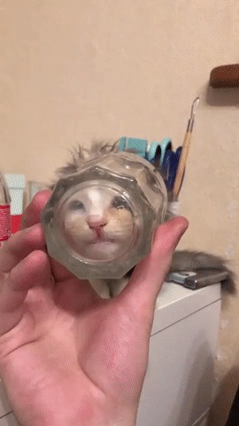 Лизь лизь