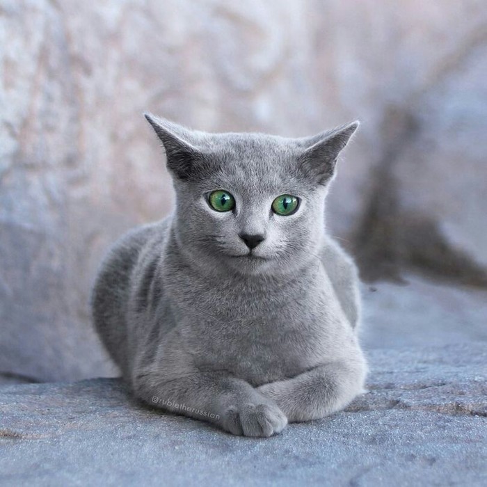 A cat named Ruble - Russian blue, cat, Longpost