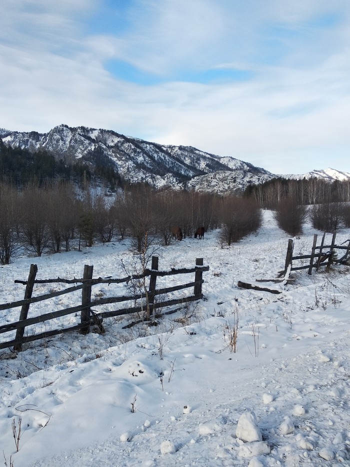 Chemal in winter. - My, Chemal, The mountains, cat, Travels, Longpost