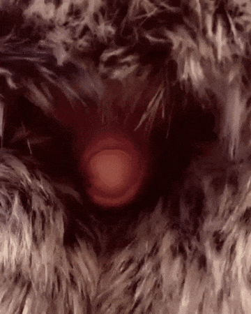 uuu...or not - Suddenly, Eggs, GIF