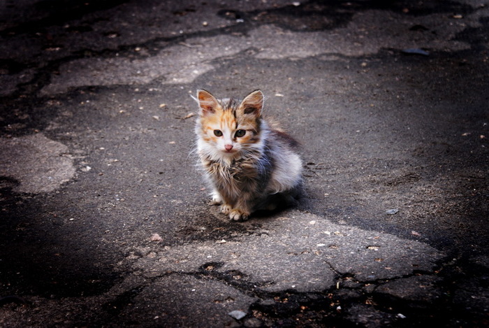 Cat storyAuthor: Tatyana Lain (Rumata) - Cruelty, cat, From the network, author, Part 1, , Longpost