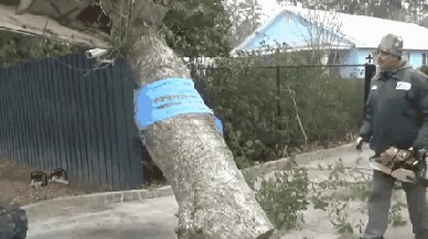 Побег белки