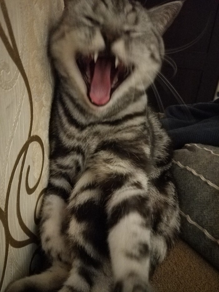 Yawned so yawned - My, Catomafia, cat