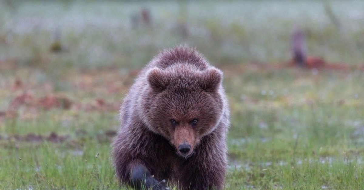 Bears 15. Дмитрий Архипов фотограф. Медвежонок. Молодой медведь. Медвежата фото.