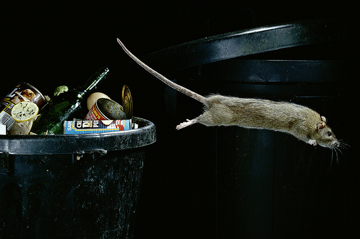 Gnawing the Way: HOW RAT SOCIETY IS ORGANIZED AND HOW IT IS LIKE HUMAN SOCIETY - Text, The photo, Society, Rat, Longpost, In the animal world, Politics