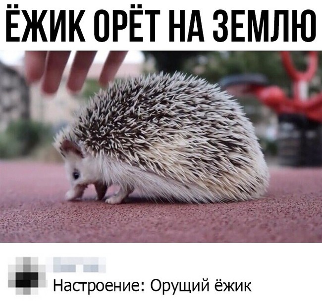 Nature is near - Hedgehog, Teeth, Screenshot, Comments