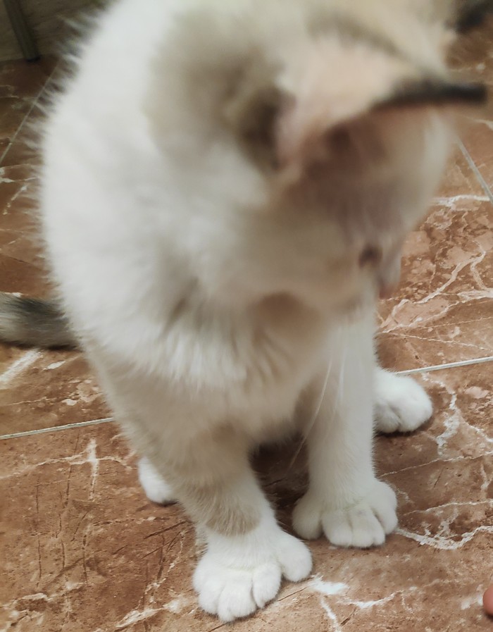 Порода кошек на задних лапах thumbnail