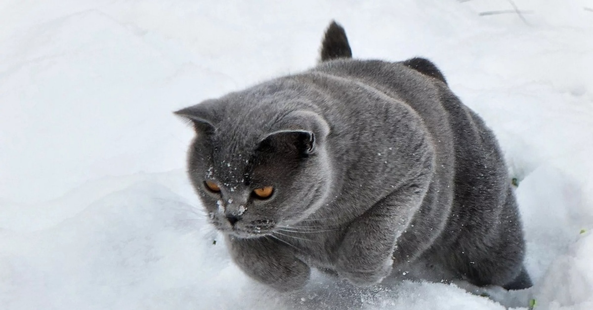 Кошки зимой. Кот в снегу. Коты зимой. Британский кот в снегу. Серый кот в снегу.