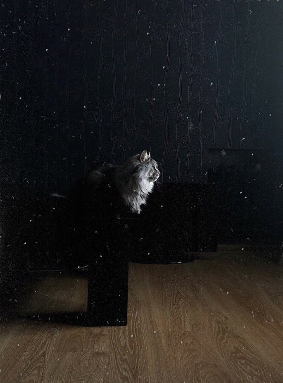 Мой лунный кот