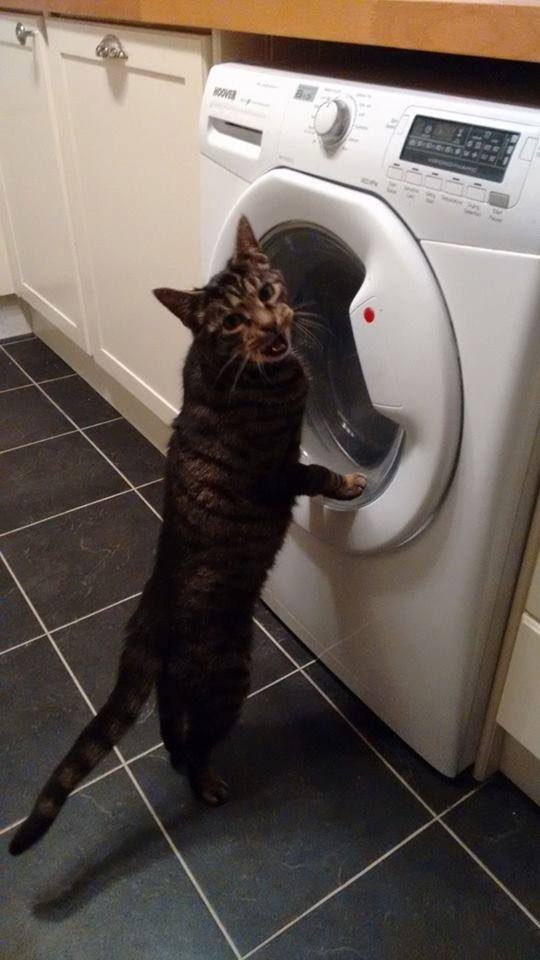 Where are the cartoons? - cat, Catomafia, Washing machine