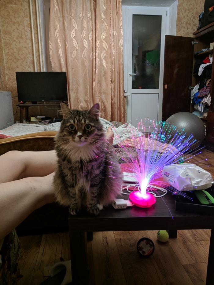 Cat and fiber optic lamp - My, cat, Лампа, Catomafia