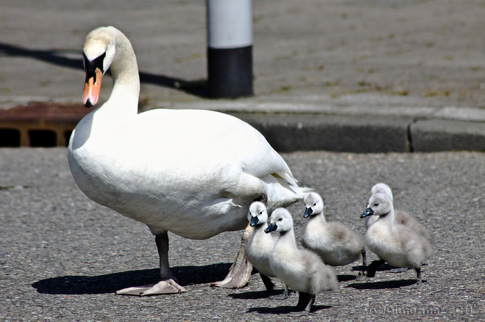 Carefully! - My, Animals, Birds, Swans, Netherlands, Holland, Longpost, Netherlands (Holland)