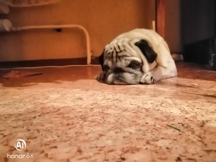 Leave me alone - My, Pug, Milota