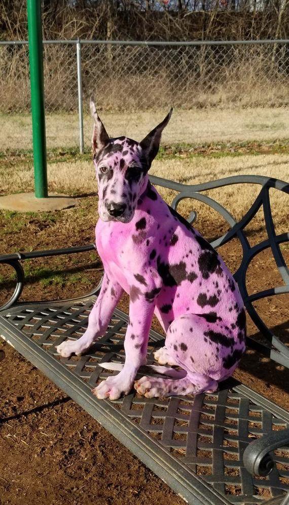 The girl painted the dog in pink, so that the dog would be liked by passers-by - Dog, Great Dane, Radical animal protection, Paints, Longpost