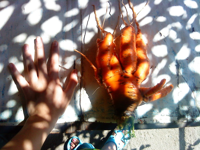 Frankenstein carrot - My, Carrot, Hand, Сельское хозяйство