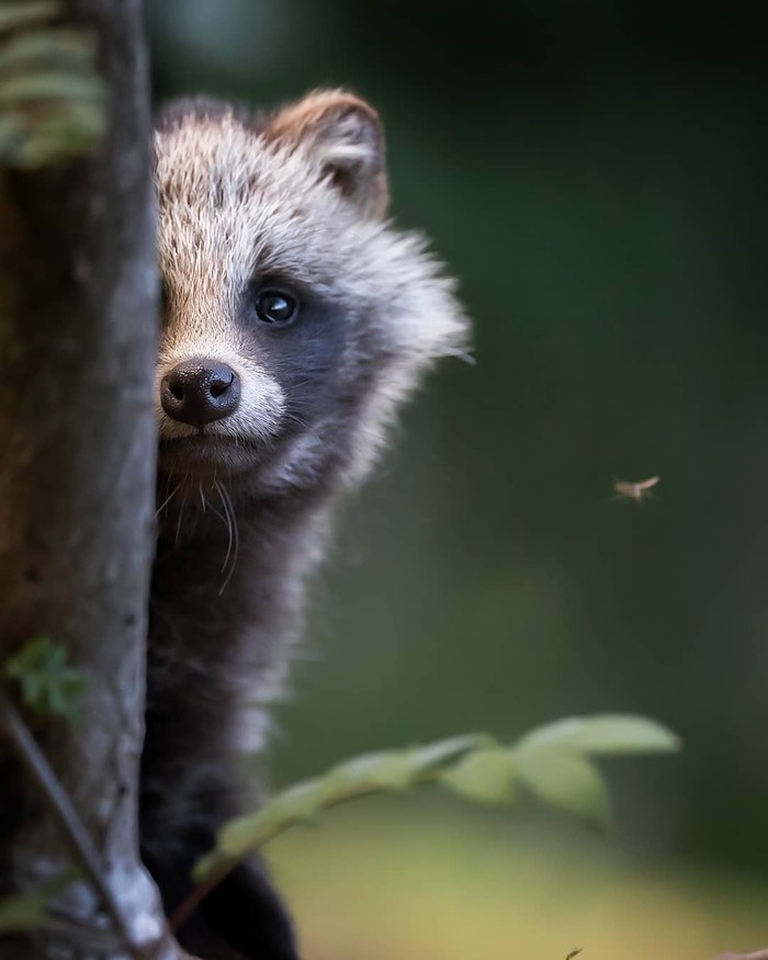 Ku-ku - Forest, The photo, Raccoon dog