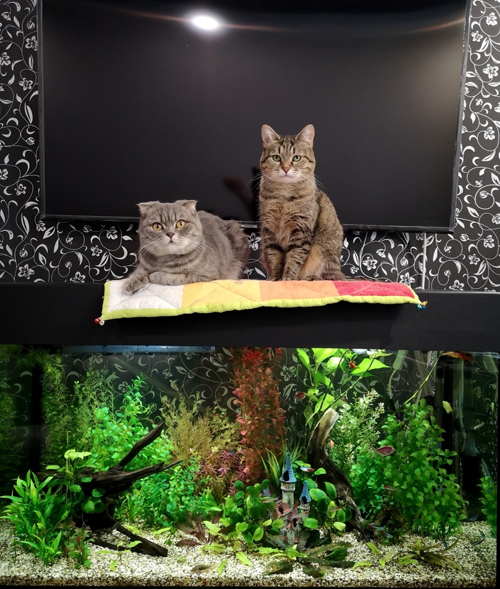 Aquarium with artificial plants 2 months later - Longpost, Aquarium fish, Aquarium, My, cat, The photo