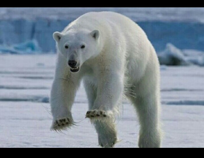 Жителей Новой Земли кошмарят белые медведи