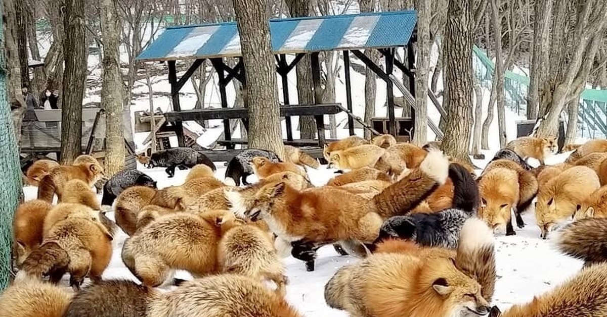Парки fox