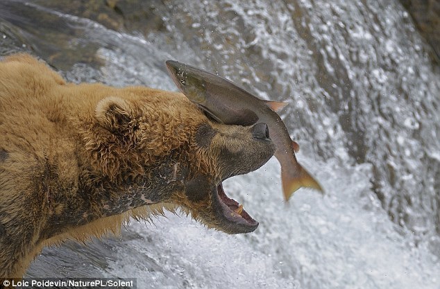 salmon and bear - Bear, friendship, Longpost, Salmon, The Bears