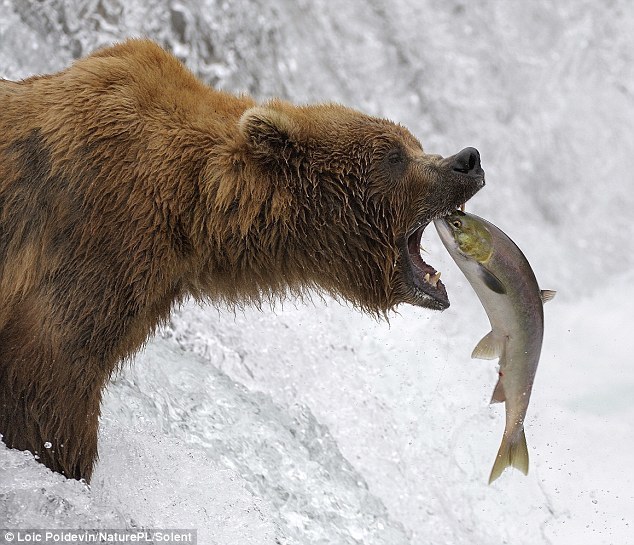 salmon and bear - Bear, friendship, Longpost, Salmon, The Bears