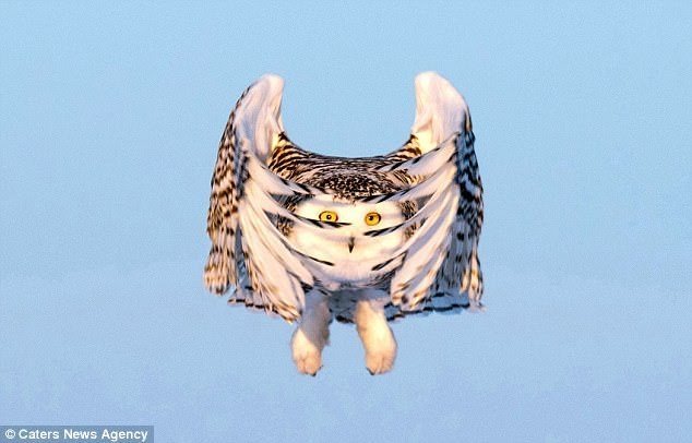 Unusual pictures of an owl - Owl, The photo, Birds, Snow