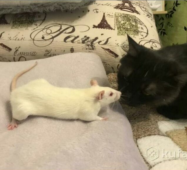 Yin and yang - My, cat, Rat, Yin Yang, friendship, Milota