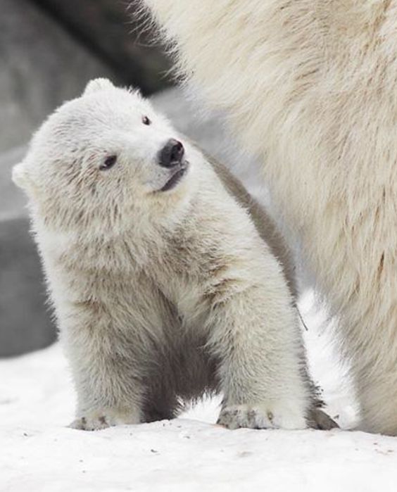 ����� ���� �������� ����������