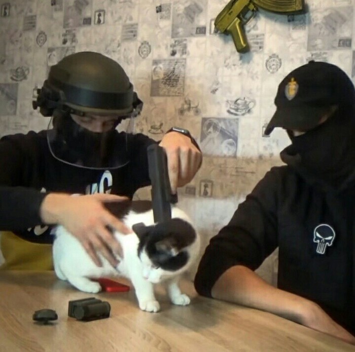 Paws up, present your meow - 715 Team, cat, Detention, 