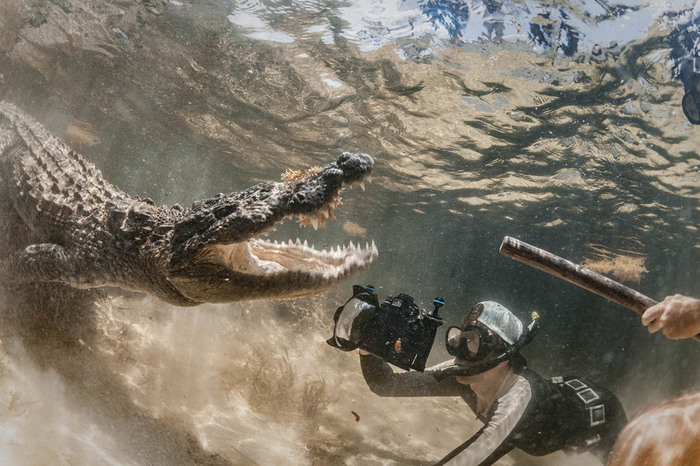Diving with saltwater crocodiles in the ocean - My, , Travels, Mexico, Cuba, Crocodile, Under the water, Extreme, Predator, Video, Longpost, wildlife, Crocodiles, Predator (film)