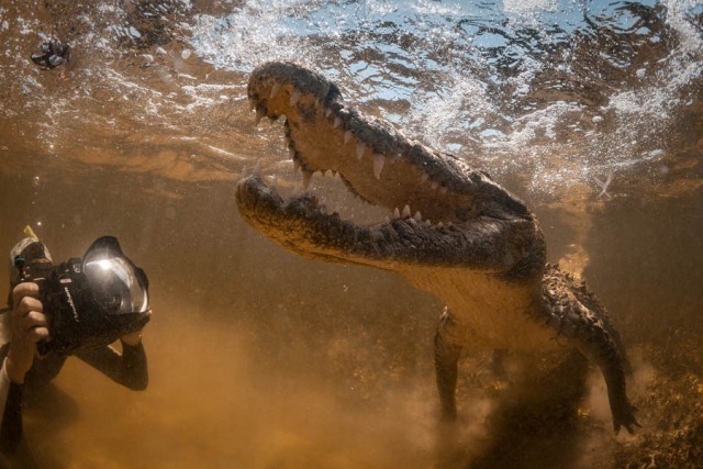 Diving with saltwater crocodiles in the ocean - My, , Travels, Mexico, Cuba, Crocodile, Under the water, Extreme, Predator, Video, Longpost, wildlife, Crocodiles, Predator (film)