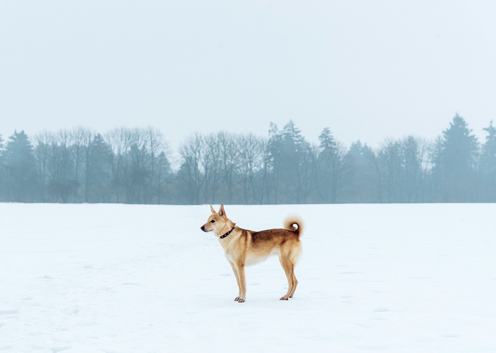 A day spent with a dog is not considered lost. - My, Longpost, The photo, Dog, Laika, Nature, Republic of Belarus, Mogilev, Winter