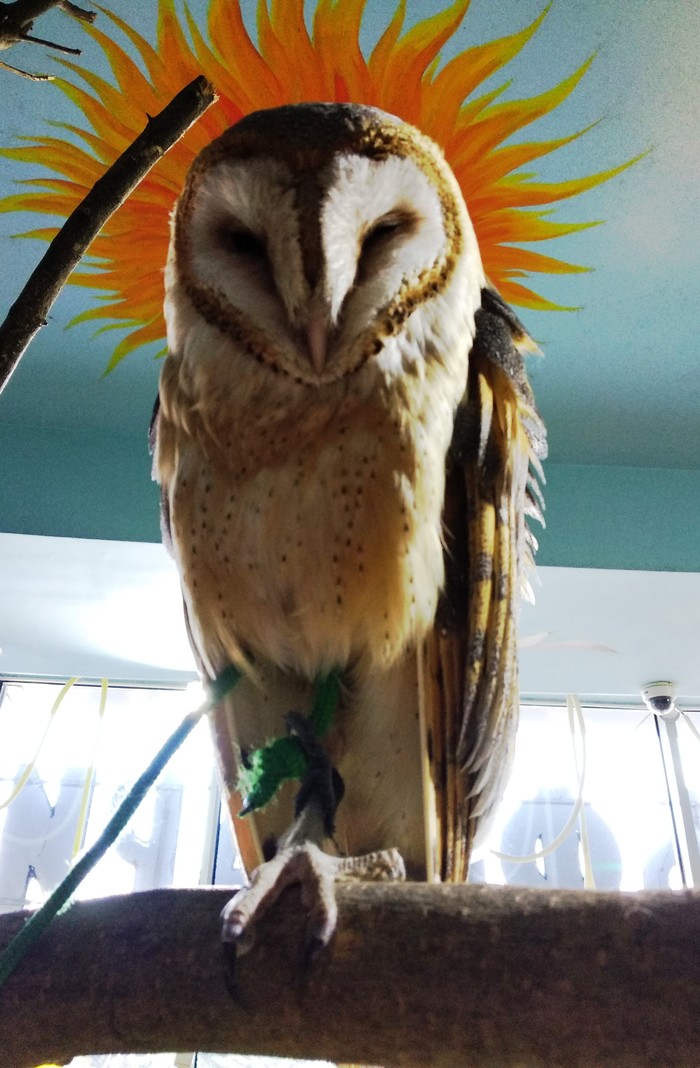 Sunny barn owl - My, Owl, Or, Owl, Barn owl