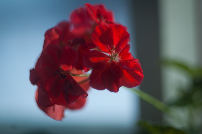 Geranium - My, Village, Flowers, cat, The photo, Beginning photographer, Longpost