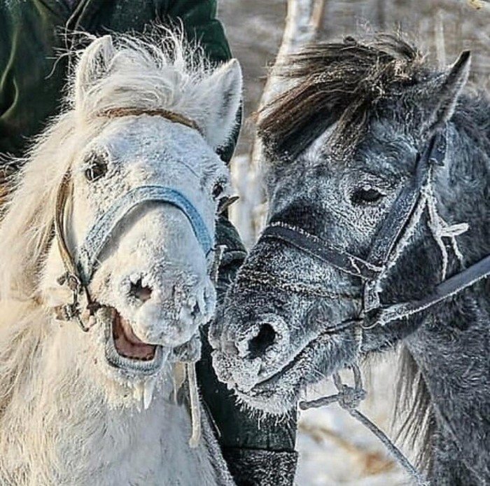 Yin and Yang... - Yakut horse, White, Black, Harmony