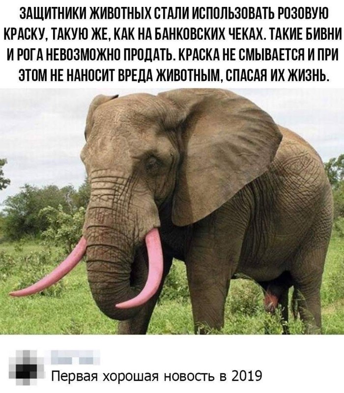 After 30 years, they will already have advertisements for defense organizations, etc., but in general it’s great. - In contact with, Facebook, Elephants, Animals