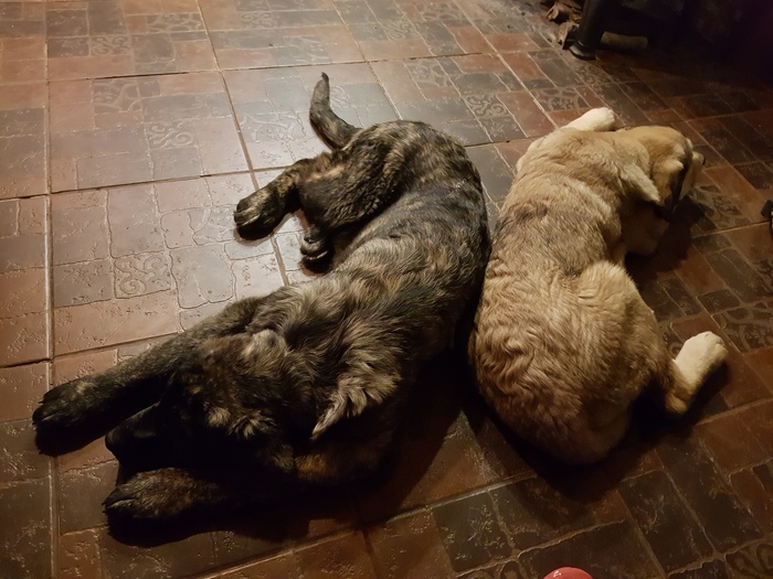 Sisters - My, Dog, Puppies, Spanish Mastiff