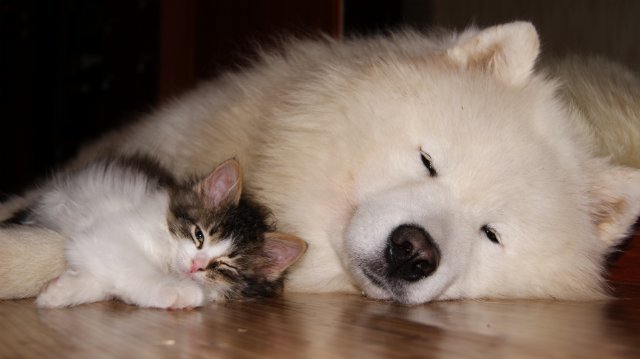 Samoyed and Samokot, smug - Samoyed, Dog, cat, Pleased