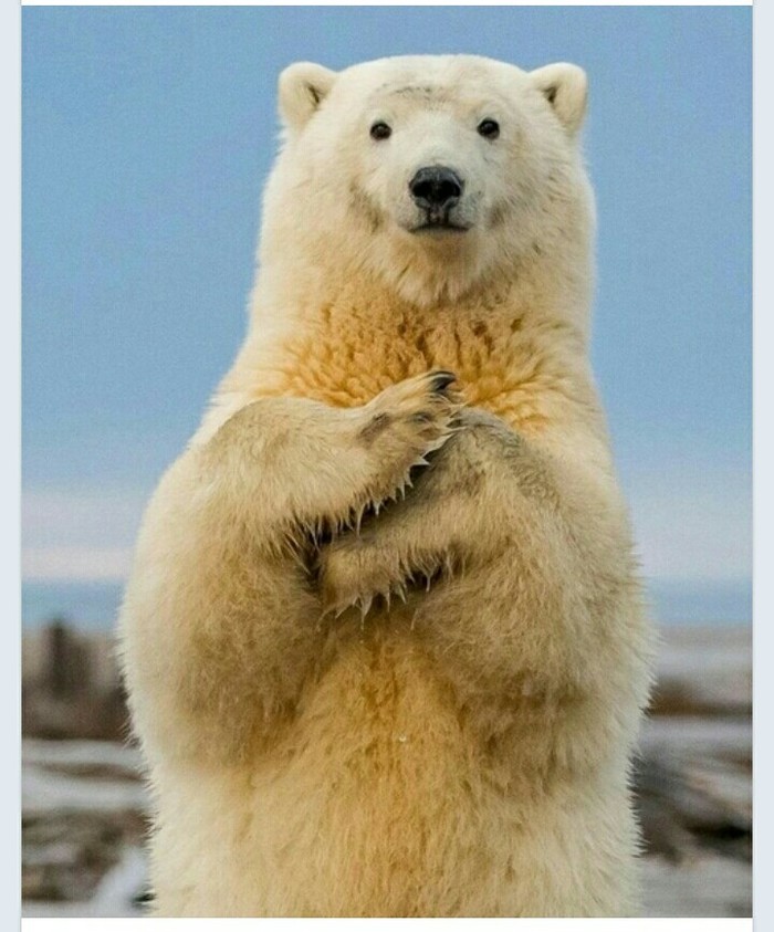 Учёные спешат на помощь