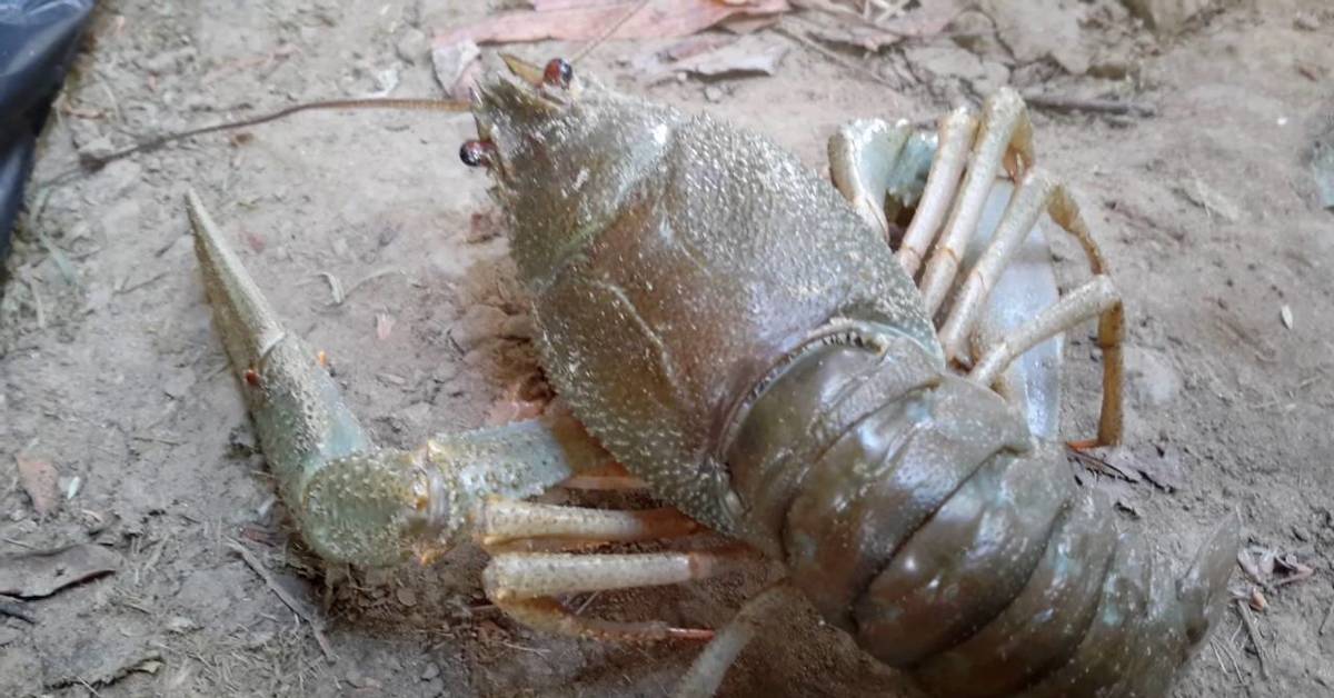 Видео большого рака. Самый болшой рек в Росси.