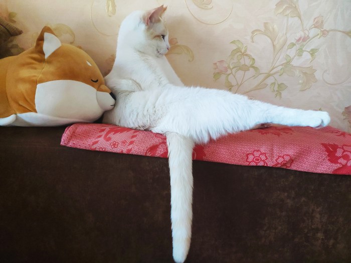 Perpendicular cat - My, , cat, Catomafia, Square, Perpendicular