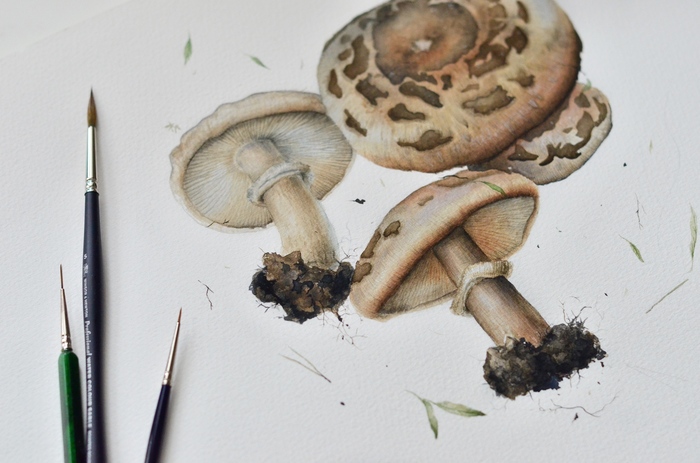 Mushrooms, watercolor - My, Watercolor, Botanical illustration, Art, Drawing, Mushrooms