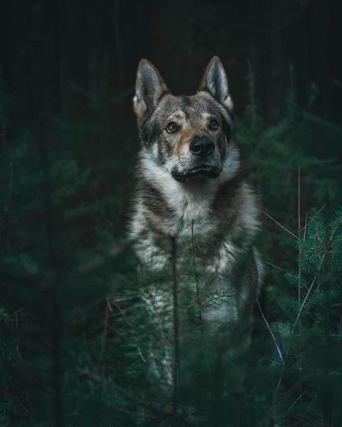 wolf dog - The photo, Nature, Animals, Dog, Longpost, Czechoslovak Vlcak, 