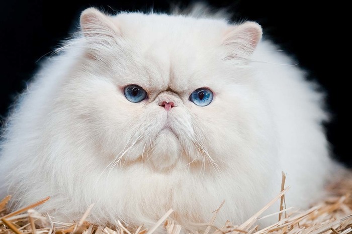 Do you know the 5 most fluffy cat breeds? - Fluffy, Breed, cat