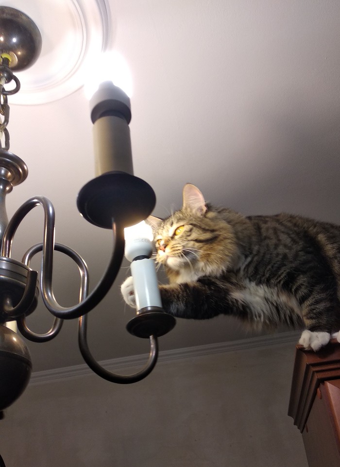 Cot lamp during renovation - My, cat, Cat with lamp, Catomafia