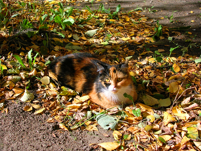 Кошки - это точно выверенное время и место. Мимикрия.