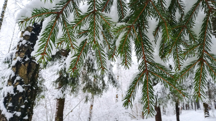 Волшебный реверанс зимы - Моё, Фотография, Природа, Зима, Времена года, Битцевский парк, Длиннопост