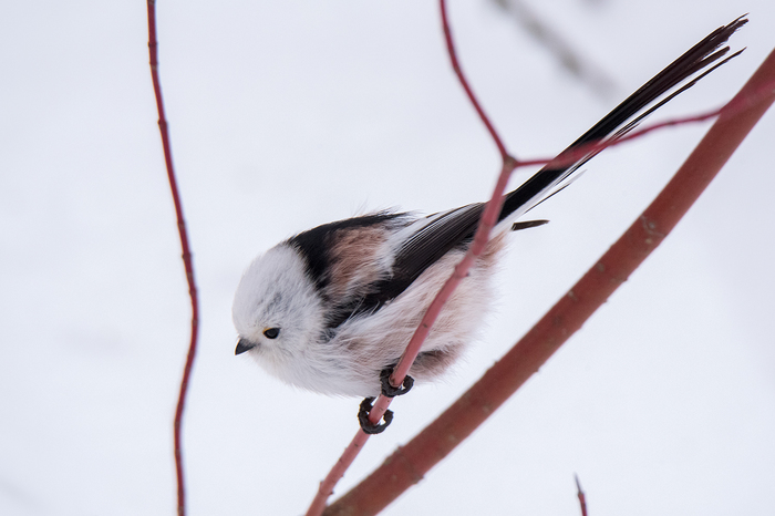 Long-tailed tit (long-tailed tit) - My, Birds, Opolovnik, Long-tailed, The photo, Nikon, Saint Petersburg, Longpost